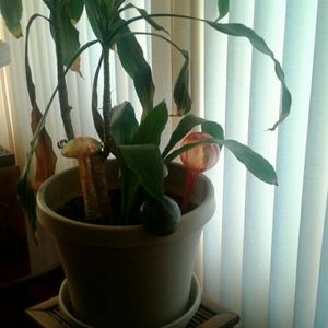 Meet your Posher, Debra